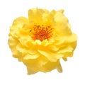 Yellow rose head flower isolated on white background Royalty Free Stock Photo