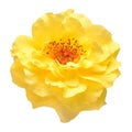 Yellow rose head flower isolated on white background Royalty Free Stock Photo