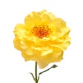 Yellow rose head flower isolated on white background Royalty Free Stock Photo