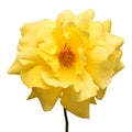 Yellow rose head flower isolated on white background Royalty Free Stock Photo