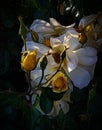 Yellow rose image, a big white color flower in blossom, a branch with leaves Royalty Free Stock Photo