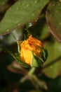 Yellow rose `Inka` Royalty Free Stock Photo