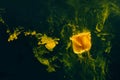 Yellow rose inside water white background color acrylic underwater paint ink dye under smoke spring hot