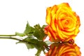 Yellow rose isolated Royalty Free Stock Photo