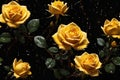 Yellow rose isolated on black with water drops. ai generative Royalty Free Stock Photo