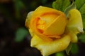 Yellow rose isolated Royalty Free Stock Photo