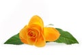 Yellow rose isolated on a white background Royalty Free Stock Photo