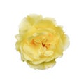 Yellow rose isolated on white background. Fully open gentle tea rose flower head isolated on white background Royalty Free Stock Photo