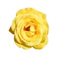 Yellow rose isolated on white background. Fully open gentle tea rose flower head isolated on white background.