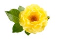 Yellow Rose Royalty Free Stock Photo