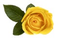 Yellow Rose Isolated on White Top View Royalty Free Stock Photo