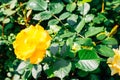 Yellow rose at Jungnangcheon Stream park Seoul Rose Festival in Seoul, Korea Royalty Free Stock Photo