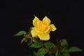 Beautiful Yellow Rose with Water Droplets on a Dark Background Royalty Free Stock Photo