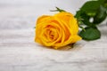 Yellow rose on light background Royalty Free Stock Photo