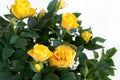 Yellow rose on light background Royalty Free Stock Photo