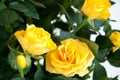 Yellow rose on light background Royalty Free Stock Photo