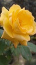 Yellow rose ..like gold