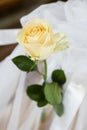 Yellow rose Royalty Free Stock Photo