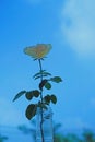 Yellow rose with long stem in transparent vase on blue sky background 3