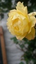 Yellow Rose Royalty Free Stock Photo