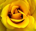 Yellow Rose closeup Royalty Free Stock Photo
