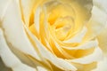 Yellow rose macro, flower petals close-up on sunny day in garden outdoors. Selective soft focus Royalty Free Stock Photo