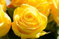 Yellow rose Royalty Free Stock Photo
