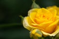 Yellow rose meaning Bright, cheerful and joyful create warm feelings and provide happiness. They bring you and the friendship you Royalty Free Stock Photo