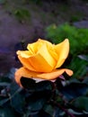 Yellow Rose message of Friendshp and joy