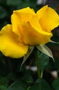 Yellow Rose `Midas Touch` Royalty Free Stock Photo