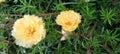 yellow rose moss background pattern Royalty Free Stock Photo