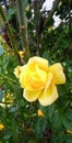 Yellow rose the most beautiful flower Royalty Free Stock Photo