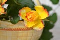 Yellow roses in an old ceramic gardening basket on vintage blurred background Royalty Free Stock Photo