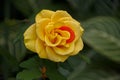 Yellow rose with one red petal Royalty Free Stock Photo