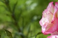 Yellow rose in outdoor garden. Metaphor for gentleness, sophistication, elegance.