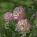 Yellow rose in outdoor garden. Metaphor for gentleness, sophistication, elegance.