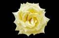 Yellow rose over black background Royalty Free Stock Photo