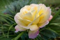 Yellow Rose (Peace) Royalty Free Stock Photo