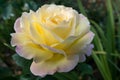 Yellow Rose (Peace) Royalty Free Stock Photo