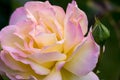 Yellow Rose (Peace) Royalty Free Stock Photo