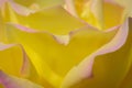 Yellow Rose (Peace) Royalty Free Stock Photo