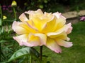 Rose Peace flowering in an English garden Royalty Free Stock Photo