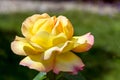 Yellow Rose (Peace) Royalty Free Stock Photo