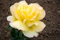 Yellow Rose ( Peace) Hybid T Royalty Free Stock Photo