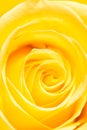 Yellow Rose Petals As A Background. Macro
