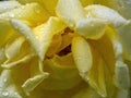 Yellow rose petals close-up. Drops of water are visible on the flower. Macro. Royalty Free Stock Photo