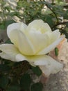 Yellow Rose petals