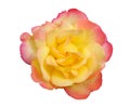 Yellow rose petals pink border flower top view isolated on white background, clipping path Royalty Free Stock Photo