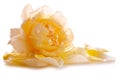 Yellow rose petals and rose. Royalty Free Stock Photo