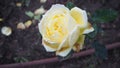 yellow rose in park during winter